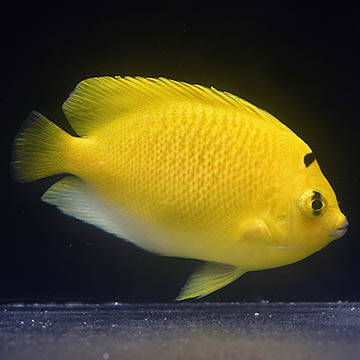 Flagfin Angelfish, 3.25
