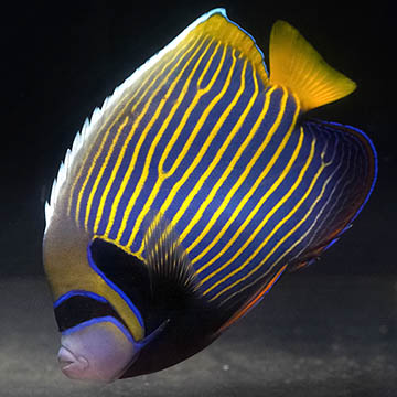 Emperor Angelfish - Adult, 7