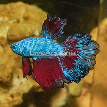 Rosetail Betta