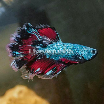 Rosetail Betta