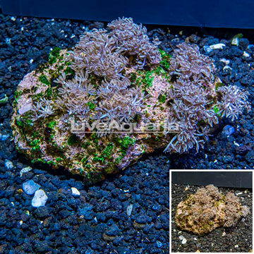 Xenia Coral Vietnam