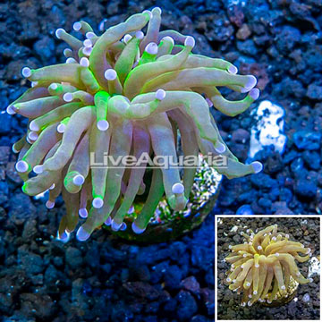 LiveAquaria® Cultured Torch Coral