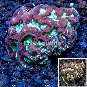 LiveAquaria® Cultured Favia Coral