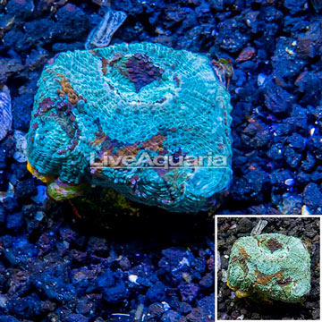 LiveAquaria® Cultured Acan Echinata Coral