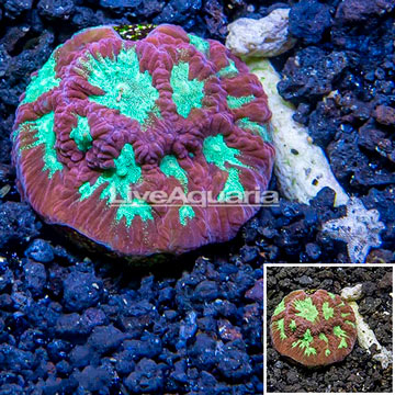 LiveAquaria® Cultured Favia Coral