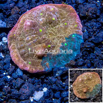 LiveAquaria® Cultured Ultra Chalice Coral