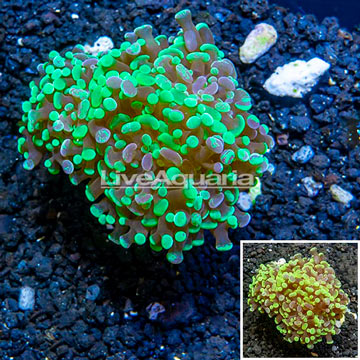 LiveAquaria® Cultured Hammer Coral