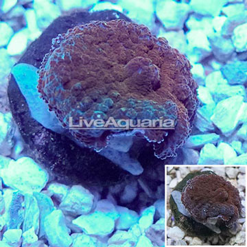 LiveAquaria® Cultured Rhodactis Mushroom Coral