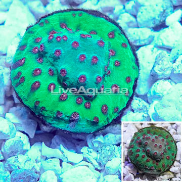 LiveAquaria® Cultured Cyphastrea Frag