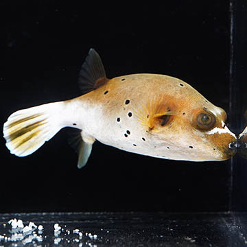 Dogface Puffer, 3.75