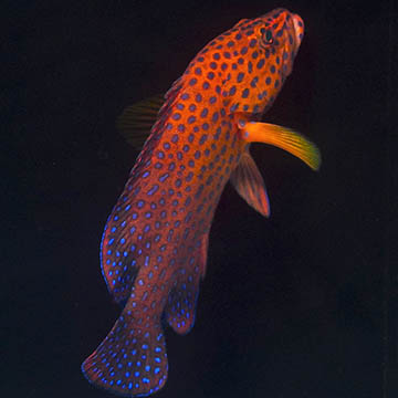 Miniatus Grouper, 5.5