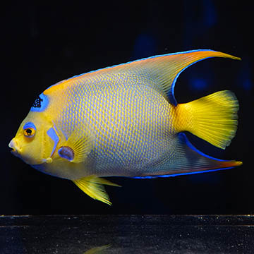 Queen Angelfish, 6.5