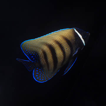 Six Bar Angelfish, 4