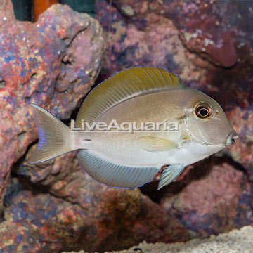 Epaulette Surgeonfish