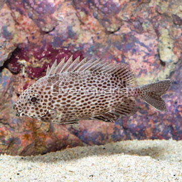 Brown Spotted Spinefoot