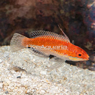 Longfin Fairy Wrasse