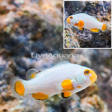 Captive-bred Platinum Percula Clownfish