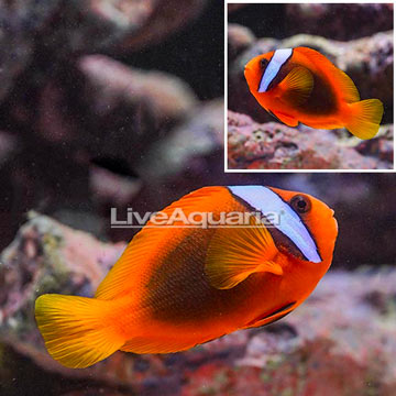 Tomato Clownfish