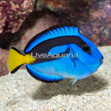 Yellow Belly Blue Tang