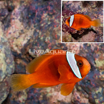 Tomato Clownfish