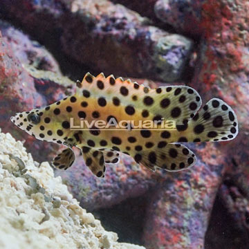 Panther Grouper