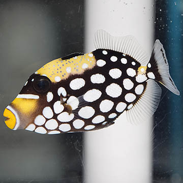 Clown Triggerfish, 3