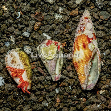 Halloween Hermit Crab Trio