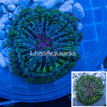 Mini Carpet Anemone