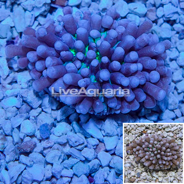 Long Tentacle Plate Coral Australia