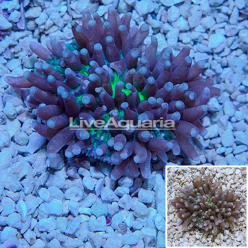 Long Tentacle Plate Coral Australia