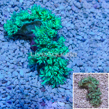 Elegance Coral