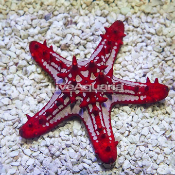 Red Knob Sea Star