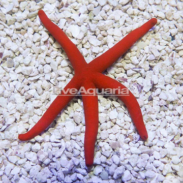 Orange Sea Star