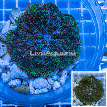 Mini Carpet Anemone