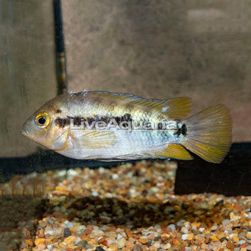 Black Stripe Dwarf Cichlid