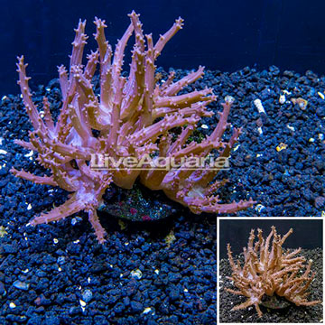 Tree Coral Indonesia