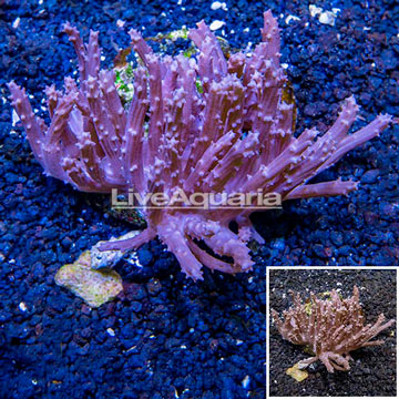 Tree Coral Indonesia