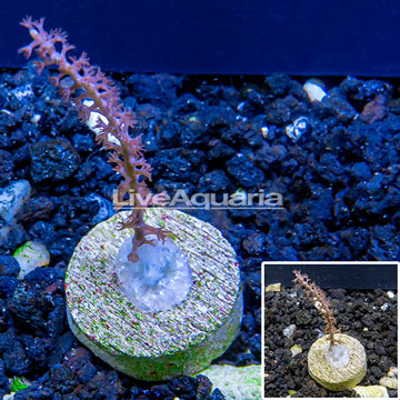 LiveAquaria® Cultured Purple Sea Whip