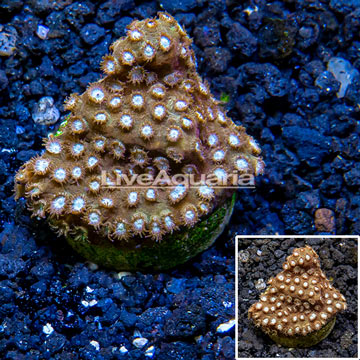 LiveAquaria® Cultured Cyphastrea Frag