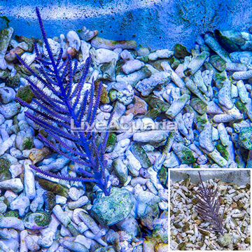 Cultured Purple Sea Whip