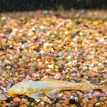 Albino Bristlenose Plecostomus