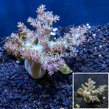 Pineapple Tree Coral Indonesia