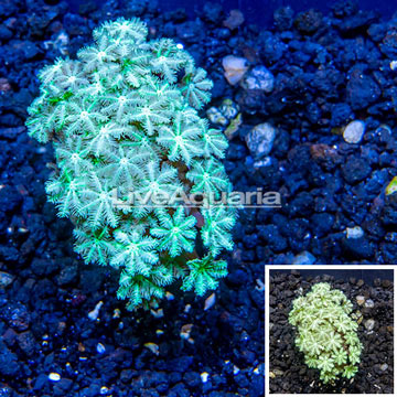 LiveAquaria® Cultured Pipe Organ Coral