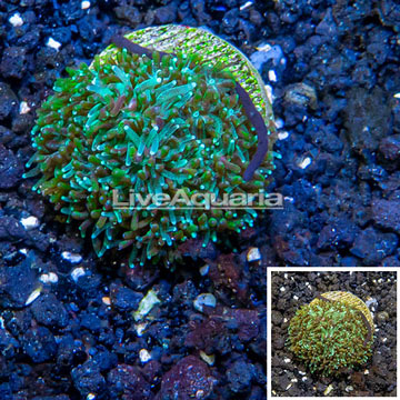 LiveAquaria® Cultured Galaxea Coral