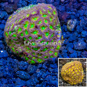 LiveAquaria® Cultured Leptastrea Coral