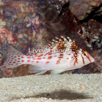 Spotted Hawkfish