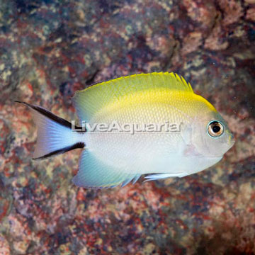 Spotbreast Angelfish