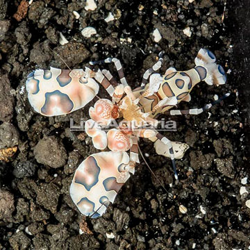 Harlequin Shrimp