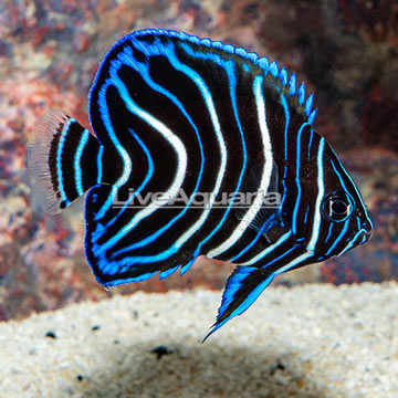 Koran Angelfish, Juvenile