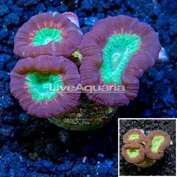 LiveAquaria® Cultured Candy Cane Coral